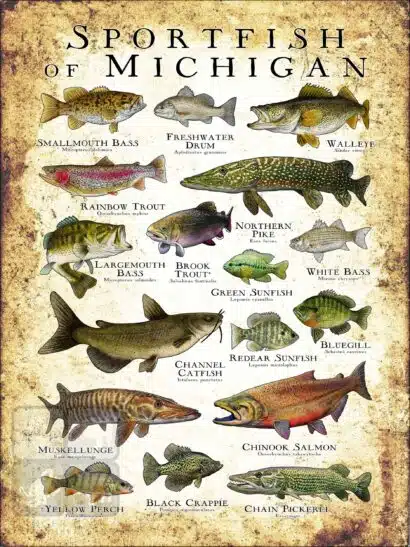 Sportfish of Michigan Poster Print - Image 3