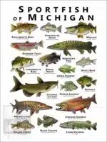 Sportfish of Michigan Poster Print - Image 2