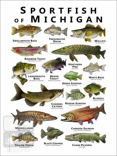 Sportfish of Michigan Poster Print - Image 2