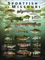 Poster design featuring various species of sportfish native to Missouri