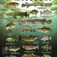 Poster design featuring various species of sportfish native to Missouri