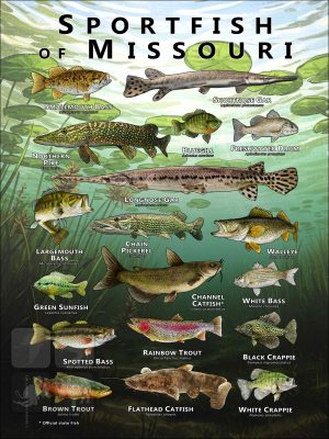 Poster design featuring various species of sportfish native to Missouri