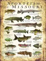 Sportfish of Missouri Poster Print - Image 3