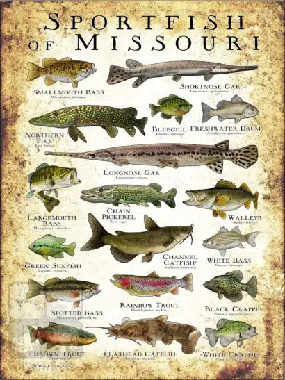 Sportfish of Missouri Poster Print - Image 3