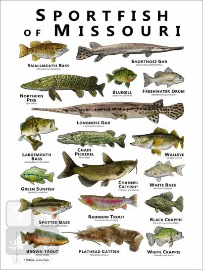 Sportfish of Missouri Poster Print - Image 2