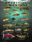 Poster design featuring various species of sportfish found in Montana