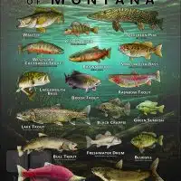 Poster design featuring various species of sportfish found in Montana