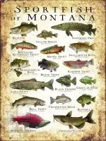 Sportfish of Montana Poster Print - Image 3
