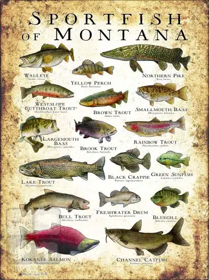 Sportfish of Montana Poster Print - Image 3