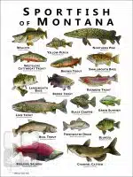 Sportfish of Montana Poster Print - Image 2