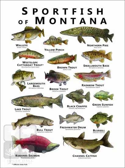 Sportfish of Montana Poster Print - Image 2