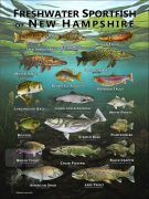 Poster design featuring various species of sportfish native to New Hampshire
