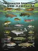 Poster design featuring various species of sportfish native to New Hampshire