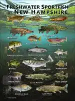 Poster design featuring various species of sportfish native to New Hampshire
