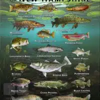 Poster design featuring various species of sportfish native to New Hampshire