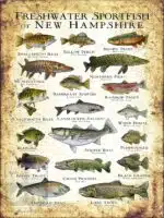 Freshwater Sportfish of New Hampshire Poster Print - Image 3