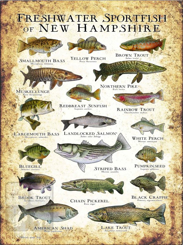 Freshwater Sportfish of New Hampshire Poster Print - Image 3