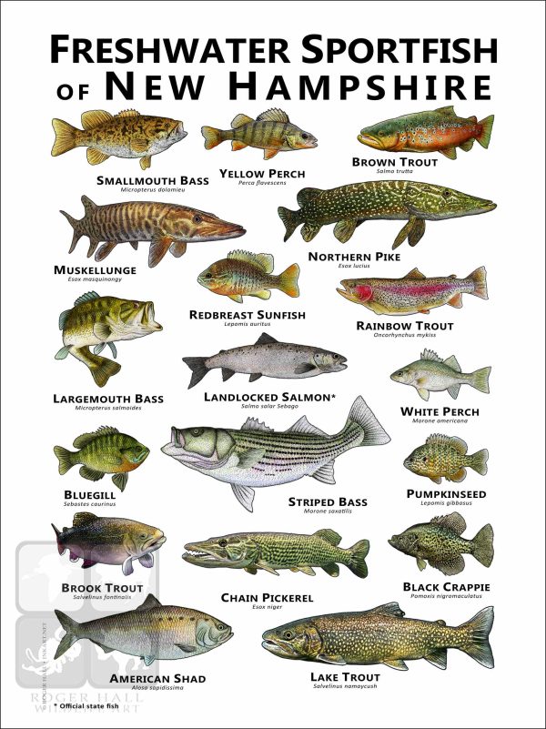 Freshwater Sportfish of New Hampshire Poster Print - Image 2