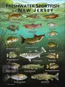 Poster design featuring various species of sportfish native to New Jersey