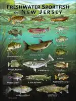 Poster design featuring various species of sportfish native to New Jersey