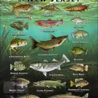 Poster design featuring various species of sportfish native to New Jersey