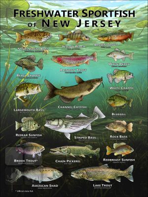 Poster design featuring various species of sportfish native to New Jersey