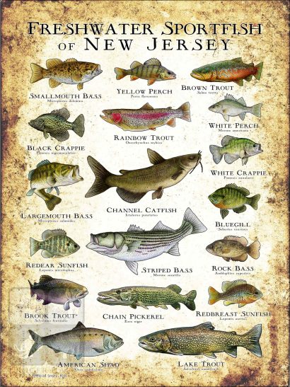 Freshwater Sportfish of New Jersey Poster Print - Image 2