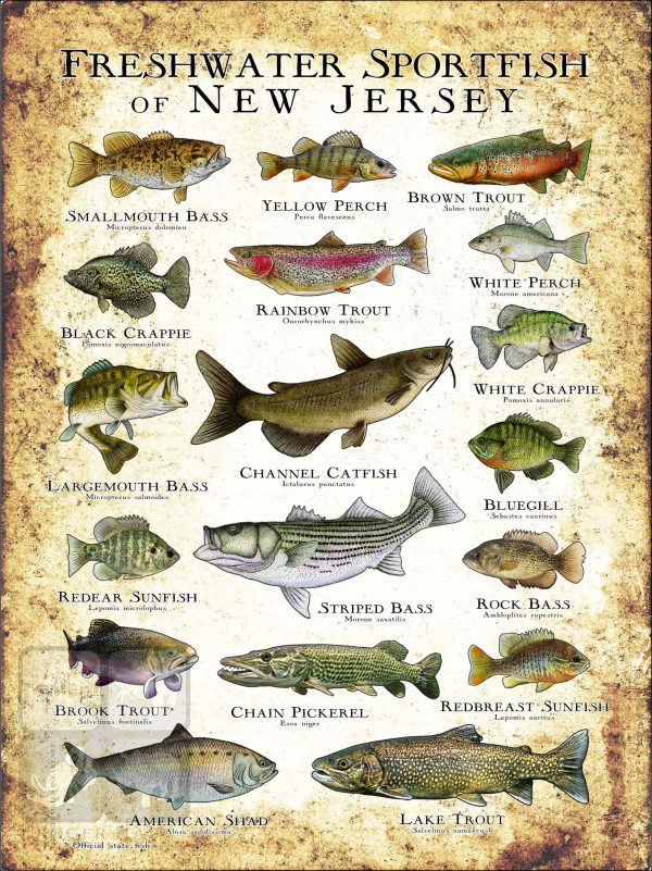 Freshwater Sportfish of New Jersey Poster Print - Image 2