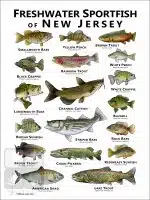 Freshwater Sportfish of New Jersey Poster Print - Image 3
