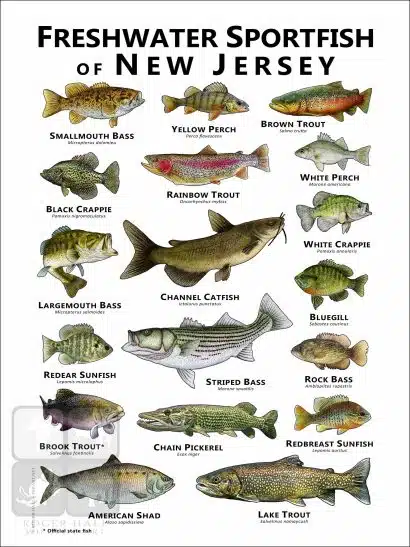 Freshwater Sportfish of New Jersey Poster Print - Image 3