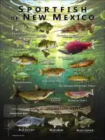Poster design featuring various species of sportfish found in New Mexico