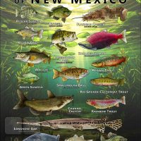 Poster design featuring various species of sportfish found in New Mexico