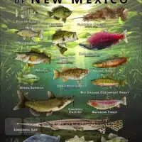 Poster design featuring various species of sportfish found in New Mexico