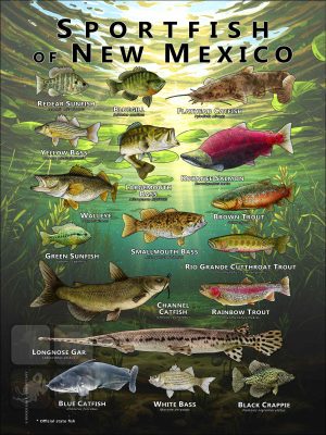 Poster design featuring various species of sportfish found in New Mexico