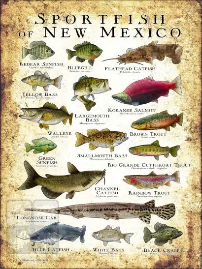 Freshwater Sportfish of New Mexico Poster Print - Image 3