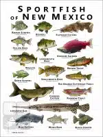 Freshwater Sportfish of New Mexico Poster Print - Image 2