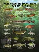 Poster design featuring various species of sportfish native to New York state