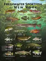 Poster design featuring various species of sportfish native to New York state