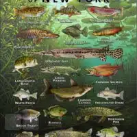Poster design featuring various species of sportfish native to New York state