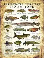 Freshwater Sportfish of New York Poster Print - Image 3