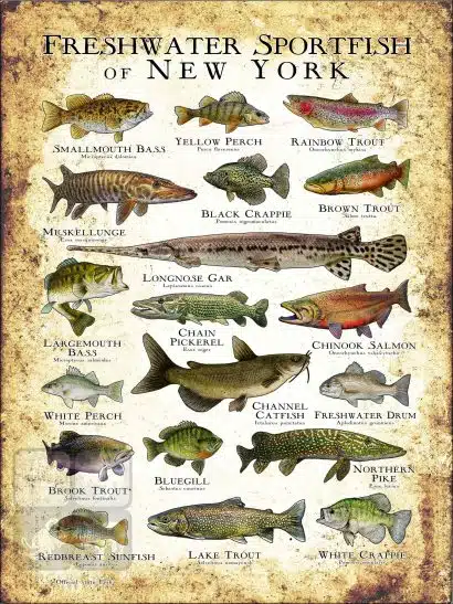 Freshwater Sportfish of New York Poster Print - Image 3