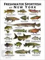 Freshwater Sportfish of New York Poster Print - Image 2