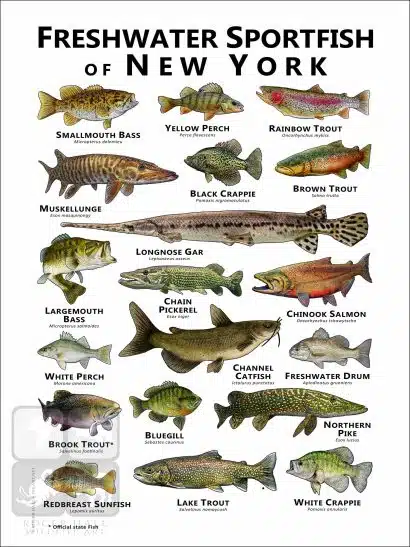 Freshwater Sportfish of New York Poster Print - Image 2
