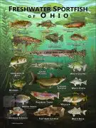Poster design featuring various species of sportfish native to Ohio