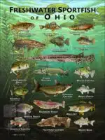 Poster design featuring various species of sportfish native to Ohio