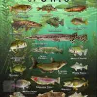 Poster design featuring various species of sportfish native to Ohio