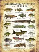 Sportfish of Ohio Poster Print - Image 3