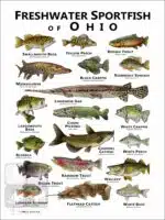 Sportfish of Ohio Poster Print - Image 2
