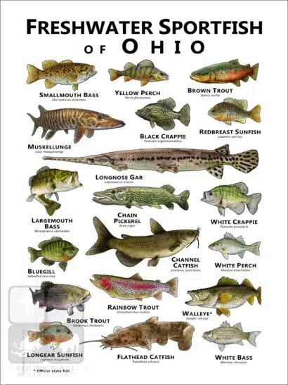 Sportfish of Ohio Poster Print - Image 2
