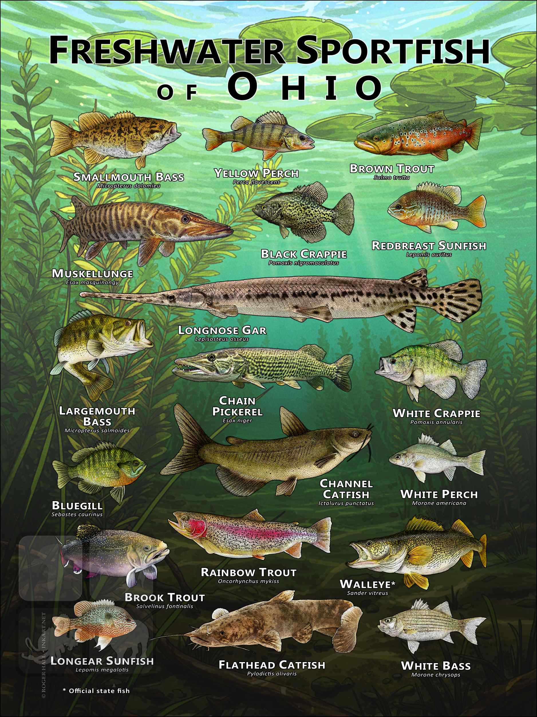 Sportfish of Michigan Poster Print